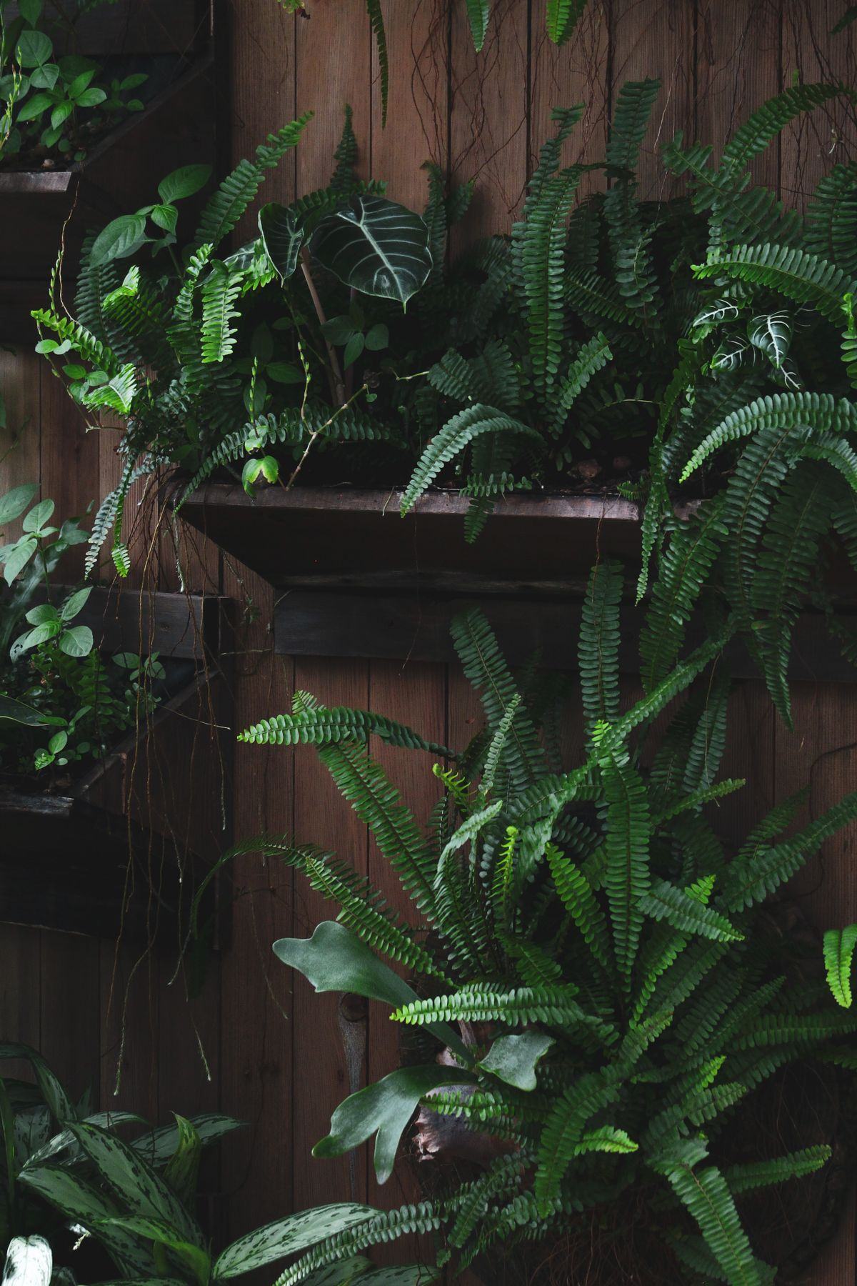 Composition de plantes vivantes sur un mur végétal naturel intérieur
